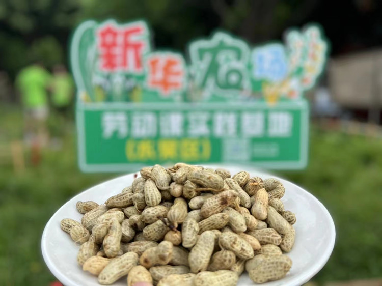 丰收季来袭!新华农场喜迎丰收季~